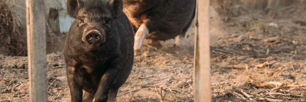 cerdo criollo Tipos de cerdo en la diversidad del mundo porcino