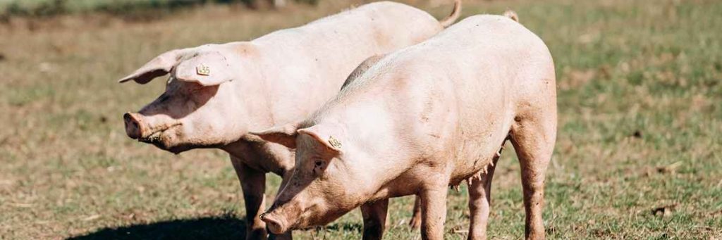 cerdo landrance Tipos de cerdo en la diversidad del mundo porcino