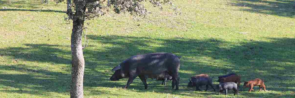 tipos de cerdo